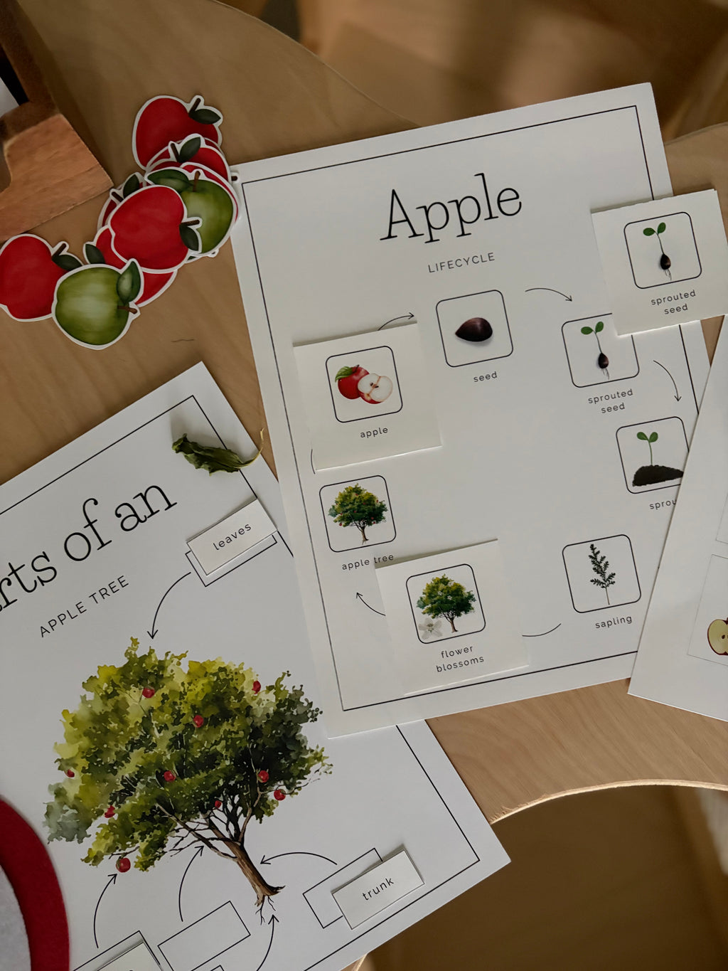 Homeschool Printable: Apple Unit Study