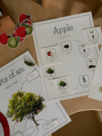 Homeschool Printable: Apple Unit Study