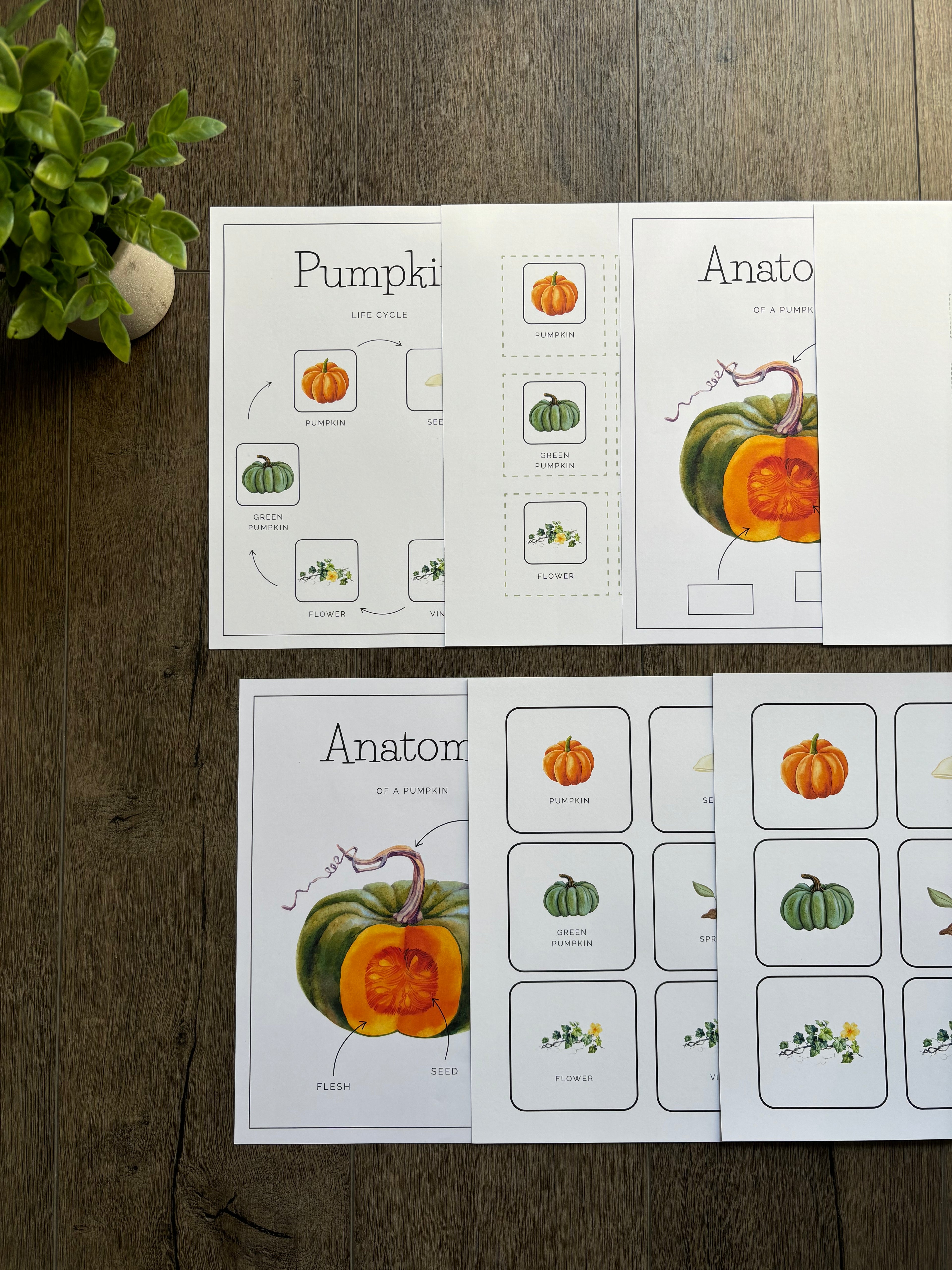 Homeschool Printable: Pumpkin Unit Study