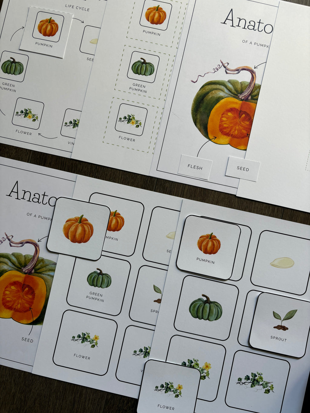 Homeschool Printable: Pumpkin Unit Study